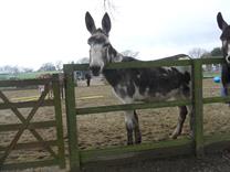 Mammoth Jackstock Cheyanne