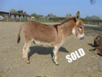 Meadowviewminiatures Jack