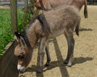 Meadowviewminiatures Dusty