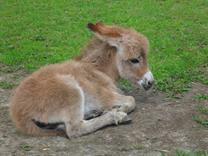 Meadowviewminiatures Misty